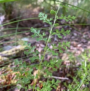 Lindsaea microphylla at Coolagolite, NSW - 2 Nov 2024 08:56 AM