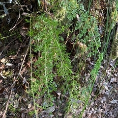 Lindsaea microphylla at Coolagolite, NSW - 2 Nov 2024