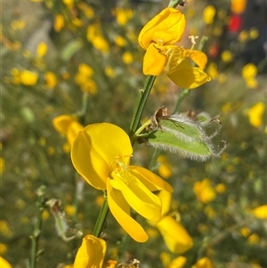 Cytisus scoparius subsp. scoparius at Forde, ACT - 3 Nov 2024