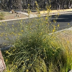 Cytisus scoparius subsp. scoparius at Forde, ACT - 3 Nov 2024