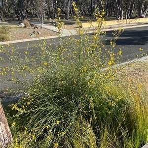 Cytisus scoparius subsp. scoparius at Forde, ACT - 3 Nov 2024 05:31 PM