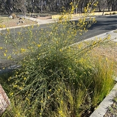 Cytisus scoparius subsp. scoparius at Forde, ACT - 3 Nov 2024