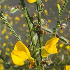 Cytisus scoparius subsp. scoparius at Forde, ACT - 3 Nov 2024