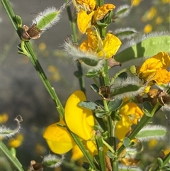 Cytisus scoparius subsp. scoparius at Forde, ACT - 3 Nov 2024