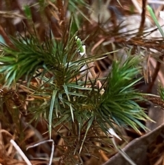 Polytrichum at Coolagolite, NSW - 1 Nov 2024 by timharmony