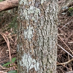 Doryphora sassafras at Coolagolite, NSW - 2 Nov 2024