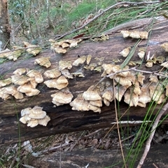 Trametes sp. at Coolagolite, NSW - 1 Nov 2024 by timharmony