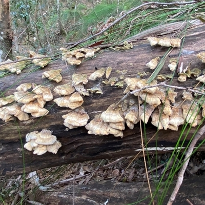 Trametes sp. at Coolagolite, NSW - 2 Nov 2024 by timharmony