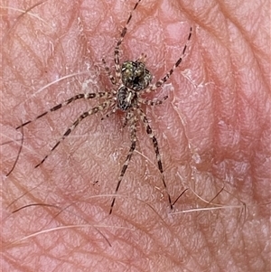 Tamopsis sp. (genus) (Two-tailed spider) at Coolagolite, NSW by timharmony