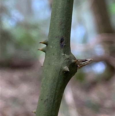 Smilax australis (Barbed-Wire Vine) at Coolagolite, NSW - 2 Nov 2024 by timharmony