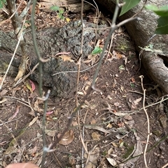 Smilax australis at Coolagolite, NSW - 2 Nov 2024 09:18 AM