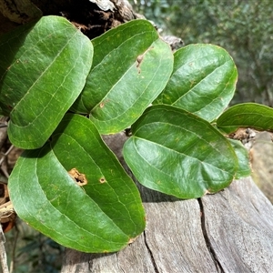 Smilax australis at Coolagolite, NSW - 2 Nov 2024 09:18 AM