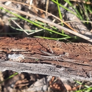 Keyacris scurra at Bungendore, NSW - suppressed