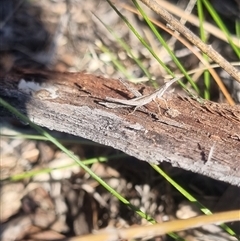 Keyacris scurra at Bungendore, NSW - suppressed