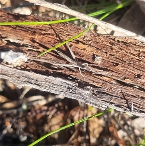 Keyacris scurra at Bungendore, NSW - 3 Nov 2024