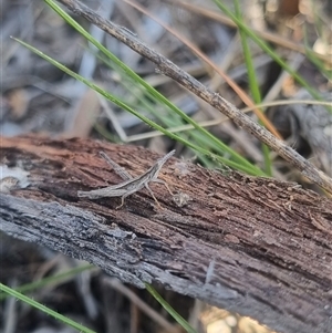 Keyacris scurra at Bungendore, NSW - 3 Nov 2024