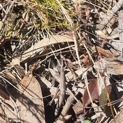 Keyacris scurra (Key's Matchstick Grasshopper) at Bungendore, NSW - 3 Nov 2024 by clarehoneydove