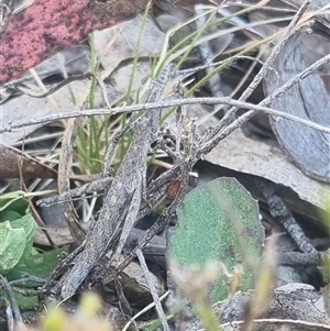 Keyacris scurra at Bungendore, NSW - suppressed