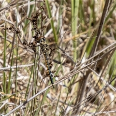 Hemicordulia tau (Tau Emerald) at Kambah, ACT - 29 Oct 2024 by SWishart