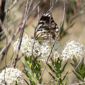 Belenois java at Kambah, ACT - 30 Oct 2024 10:47 AM