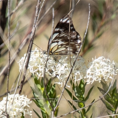 Belenois java (Caper White) at Kambah, ACT - 29 Oct 2024 by SWishart