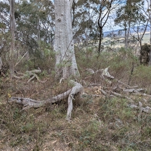 Diuris sulphurea at Campbell, ACT - 2 Nov 2024