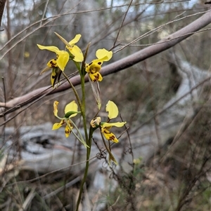 Diuris sulphurea at Campbell, ACT - 2 Nov 2024