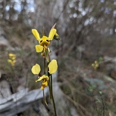 Diuris sulphurea at Campbell, ACT - suppressed