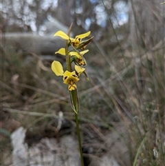 Diuris sulphurea at Campbell, ACT - 2 Nov 2024