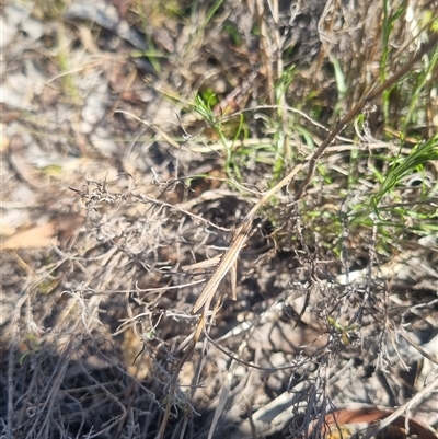 Keyacris scurra (Key's Matchstick Grasshopper) at Bungendore, NSW - 3 Nov 2024 by clarehoneydove