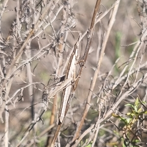 Keyacris scurra at Bungendore, NSW - 3 Nov 2024