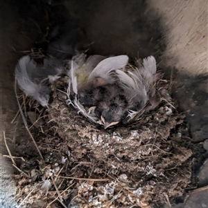 Hirundo neoxena at Hackett, ACT - 3 Nov 2024