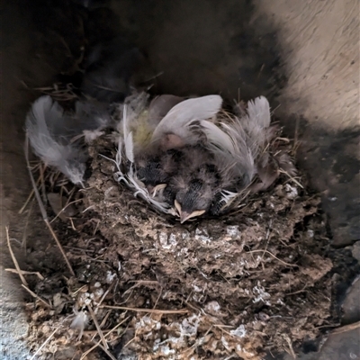 Hirundo neoxena (Welcome Swallow) at Hackett, ACT - 3 Nov 2024 by WalterEgo