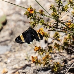 Eutrichopidia latinus (Yellow-banded Day-moth) at Kambah, ACT - 30 Oct 2024 by SWishart