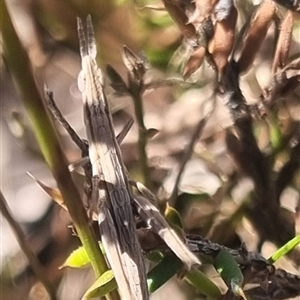 Keyacris scurra at Bungendore, NSW - suppressed