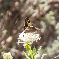 Trapezites phigalioides (Montane Ochre) at Kambah, ACT - 30 Oct 2024 by SWishart
