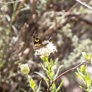 Trapezites phigalioides at Kambah, ACT - 30 Oct 2024 10:55 AM