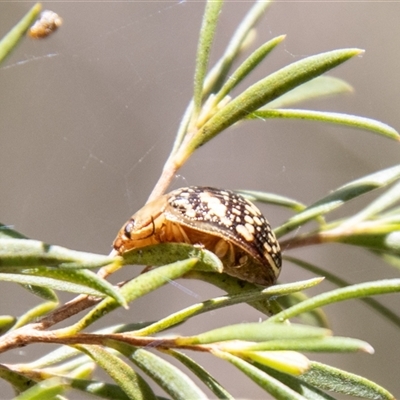 Paropsis pictipennis (Tea-tree button beetle) at Kambah, ACT - 30 Oct 2024 by SWishart