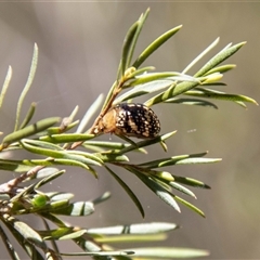 Paropsis pictipennis at Kambah, ACT - 30 Oct 2024 01:34 PM