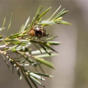 Paropsis pictipennis at Kambah, ACT - 30 Oct 2024 01:34 PM