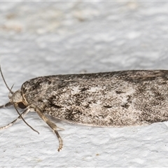 Philobota philostaura (A Concealer moth (Philobota group)) at Melba, ACT - 31 Oct 2024 by kasiaaus