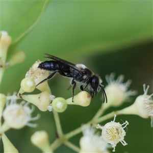 Leioproctus (Exleycolletes) cristatus (Formerly Electrolytes) at Illaroo, NSW by PaperbarkNativeBees