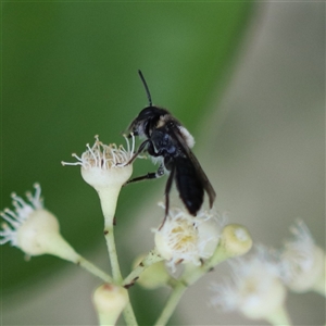 Leioproctus (Exleycolletes) cristatus at Illaroo, NSW - 3 Nov 2024