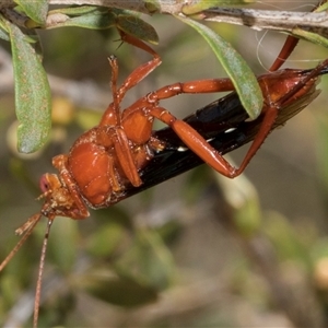 Lissopimpla excelsa at Gungahlin, ACT - 1 Nov 2024