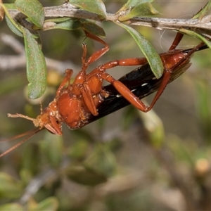 Lissopimpla excelsa at Gungahlin, ACT - 1 Nov 2024