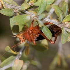 Lissopimpla excelsa at Gungahlin, ACT - 1 Nov 2024