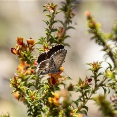 Neolucia agricola (Fringed Heath-blue) at Kambah, ACT - 30 Oct 2024 by SWishart