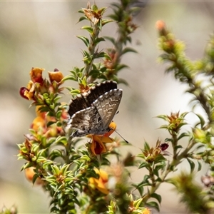 Neolucia agricola at Kambah, ACT - 30 Oct 2024