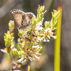 Neolucia agricola at Kambah, ACT - 30 Oct 2024