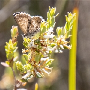 Neolucia agricola at Kambah, ACT - 30 Oct 2024 01:51 PM